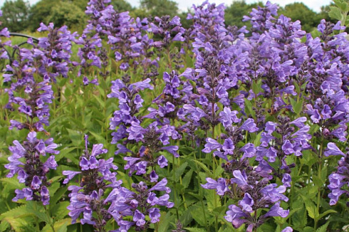 kotovnik-blyu-dragon-nepeta-blue-dragon-cvetki-ogromnye-dlinnye-simmetrichnye