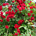 roza-pletistaya-santana-rose-santana-kust.jpg