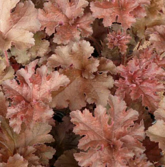 Гейхера гибридная 'Каппучино' (Heuchera hybrida 'Cappuccino')