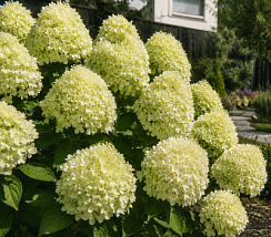 Гортензия метельчатая 'Гарденлайт Вайтлайт' (Hydrangea paniculata 'Gardenlight Whitelight')
