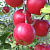Яблоня домашняя 'Афродита' (Malus domestica 'Афродита')