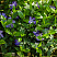 barvinok-malyj-vinca-minor-klumba.jpg