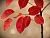 Ирга канадская (Amelanchier canadensis)