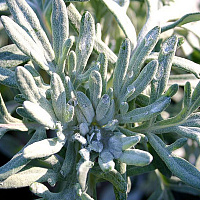 Полынь Стеллера 'Морис Форм' (Artemisia stelleriana 'Mori's Form')