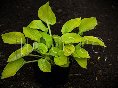 hosta-glehd-tidings-hosta-glad-tidings-okraska-listev-v-pervoj-polovine-leta.jpg