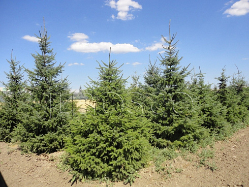 el-serbskaya-picea-omorika-derevya-ryadami