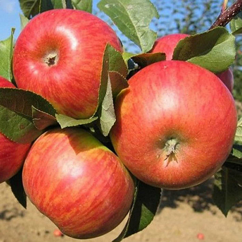 Яблоня домашняя 'Конфетное' (Malus domestica 'Конфетное')