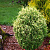 Туя западная 'Голд Перл' (Thuja occidentalis 'Gold Perle' )