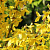 Форзиция промежуточная 'Уикенд' (Forsythia intermedia 'Weekend')