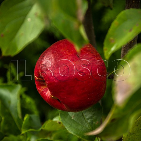 yablonya-domashnyaya-mantet-malus-domestica-plod.jpg