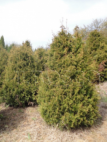 tuya-zapadnaya-stolvik-thuja-occidentalis-stolwijk-derevya