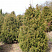 tuya-zapadnaya-stolvik-thuja-occidentalis-stolwijk-derevya