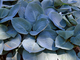 Хоста 'Блю Вижн' (Hosta 'Blue Vision')