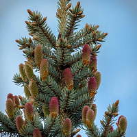 Ель колючая 'Колорадо Блю' (Picea pungens 'Colorado Blue')
