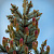 Ель колючая 'Колорадо Блю' (Picea pungens 'Colorado Blue')
