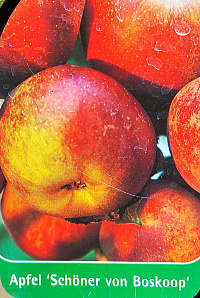 Яблоня домашняя 'Шоне ван Боскоп' (Malus domestica 'Schoner van Boskoop')