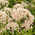 Посконник 'Сноуболл' (Eupatorium rugosum 'Snowball')