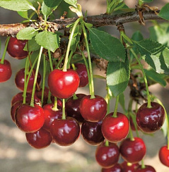 Вишня степная 'Изобильная' (Cerasus fruticosa 'Изобильная')