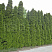 tuya-zapadnaya-smaragd-thuja-occidentalis-smaragd-zhivaya-izgorod