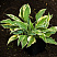hosta-lehjksajd-dragonflaj-hosta-lakeside-dragonfly-rastenie-v-gorshke.jpg