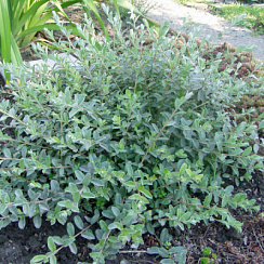 Ива ползучая ф. нитида (Salix repens var. nitida)