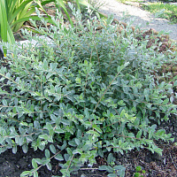 Ива ползучая ф. нитида (Salix repens var. nitida)