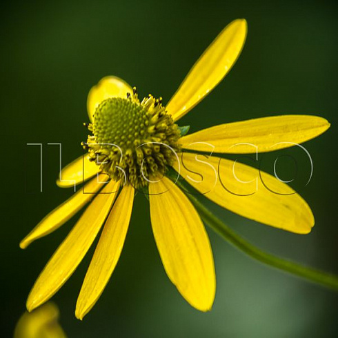 rudbekiya-glyancevitaya-rudbeckia-nitida-cvetok.jpg