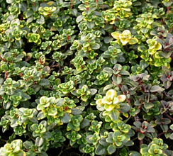 Тимьян гибридный 'Донна Валей' (Thymus x 'Donne Valley')