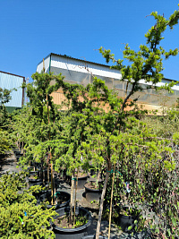 Лиственница кемфера 'Диана' (Larix kaempferi  'Diana')