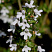 timyan-obyknovennyj-thymus-vulgaris-cvetyot-v-iyune-iyule