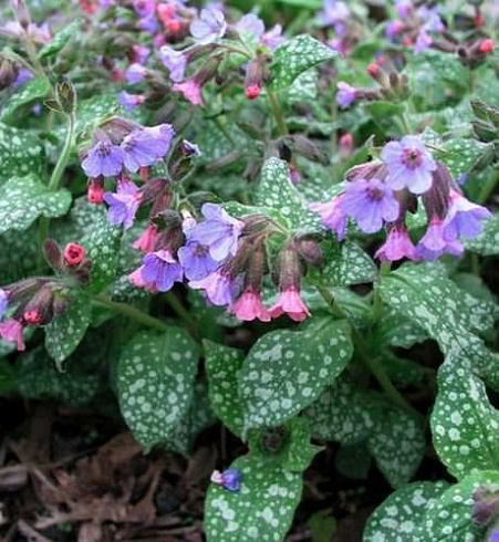 medunica-gibridnaya-smoki-blyu-pulmonaria-hybrida-smokey-blue-mnogoletnee-travyanistoe-rastenie