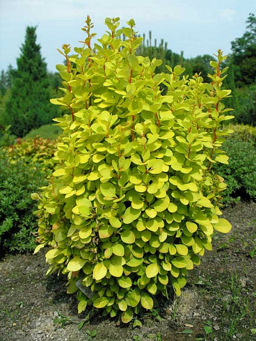 barbaris-tunberga-mariya-berberis-thunbergii-maria-massiv.jpg
