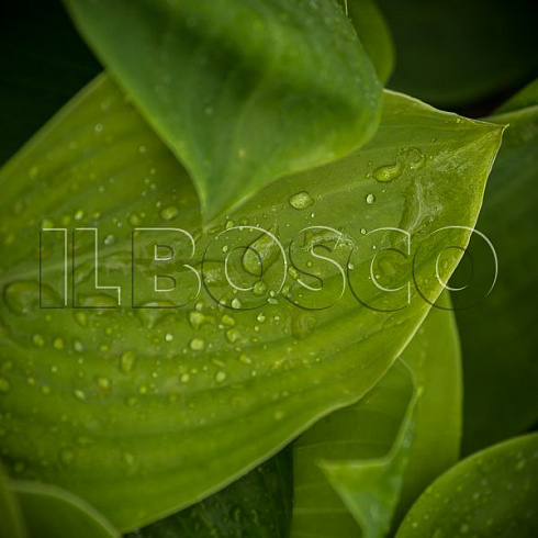 hosta-sam-ehnd-sabstens-hosta-sum-and-substance-list.jpg