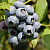 Голубика высокорослая 'Сиерра' (Vaccinium corymbosum 'North Country')