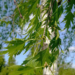 Берёза в сортах (Betula)