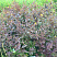 verbejnik-resnitchatyj-fajrkreker-lysimachia-ciliata-firecracker-klumba.jpg