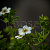 Лапчатка кустарниковая 'Маунт Эверест' (Potentilla fruticosa 'Mount Everest')