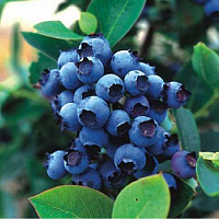 Голубика высокорослая 'Блюголд' (Vaccinium corymbosum 'Bluegold')