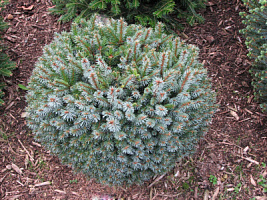 Ель ситхинская 'Зильберцверг' (Picea sitchensis 'Silberzwerg')