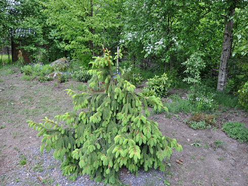 el-obyknovennaya-akrokona-picea-abies-acrocona-molodoe-derevo