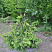 el-obyknovennaya-akrokona-picea-abies-acrocona-molodoe-derevo