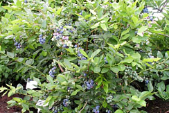 Голубика высокорослая 'Голдтраубе 71' (Vaccinium corymbosum 'Goldtraube 71')