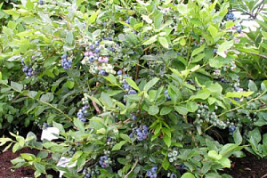 Голубика высокорослая 'Голдтраубе 71' (Vaccinium corymbosum 'Goldtraube 71')
