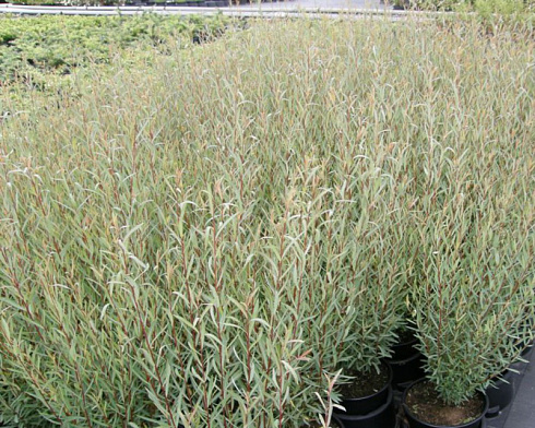 iva-purpurnaya-salix-purpurea-tonkie-gibkie-vetvi-krasnovatogo-ottenka
