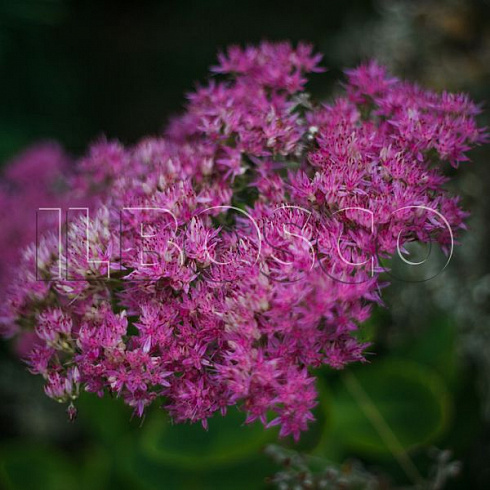 ochitok-vidnyj-herbstfrojde-sedum-spectabile-herbstfreude-socvetie.jpg