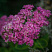 ochitok-vidnyj-herbstfrojde-sedum-spectabile-herbstfreude-socvetie.jpg
