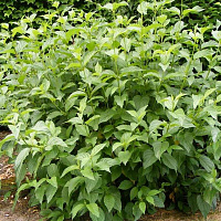 Дерен отпрысковый 'Флавирамеа' (Cornus stolonifera 'Flaviramea')
