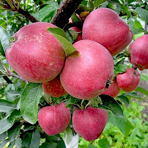 yablonya-domashnyaya-mechta-malus-domestica-mechta-plod