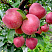 yablonya-domashnyaya-mechta-malus-domestica-mechta-plod