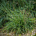 sesleriya-golubaya-sesleria-caerulea-rastenie.jpg